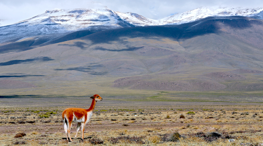 Tía María של נחושת דרום להרים הכנסות מקומיות 40%