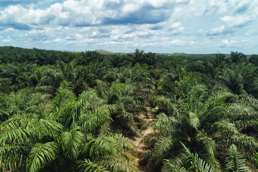 אינדונזיה מהדקת את האחיזה במשאבים עם תפיסת קרקע בגודל שוויץ