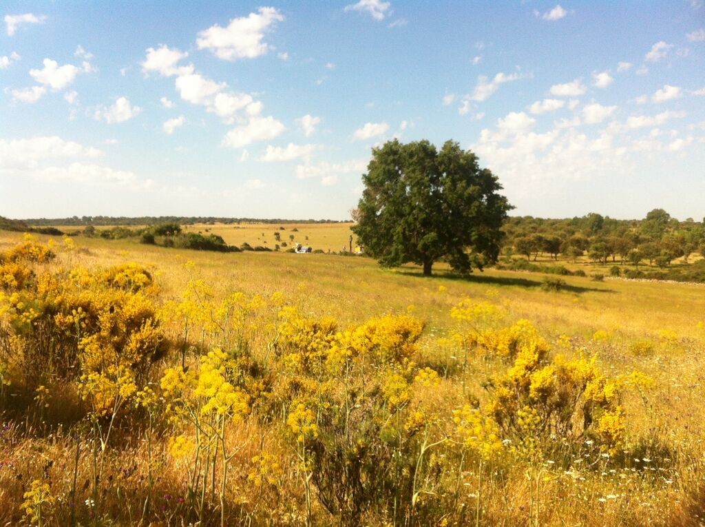 ברקלי אנרג'יה מגישה תביעה בסך 1.25 מיליארד דולר מספרד על סכסוך בפרויקט האורניום